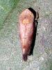 Fieberiella sp.